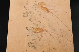 2 Crevettes Fossile Hakelocaris du Crétacé Hjoula Liban n4 crevette - Foto 1 di 3