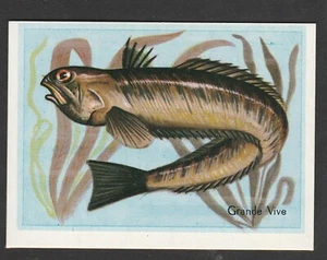 Fish - Tarjeta coleccionable francesa alrededor de 1962 - Weever - Imagen 1 de 2