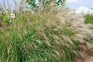 Miscanthus sinensis 'Little Zebra', Ziergras, gestreift, ca. 11x11 cm Topf - Bild 1 von 7