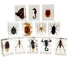 12 Pcs High-Definition Amber Insect In Resin Bugs Specimen Set Preserved In Res