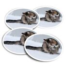 4x Round Stickers 10 cm - Cute Tabby Kitten Cat in Snow  #44808