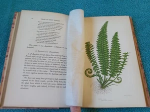 Farne Großbritanniens und ihrer Verbündeten von Anne Pratt, SPCK, 1880er Jahre? re-bound - Bild 1 von 18