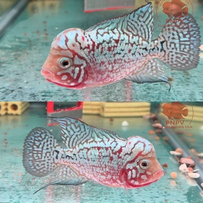 Premium Flowerhorn - Male Kamfa F2- 3 inches-Overnight USA Shipping - Image 1 of 4