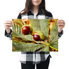 A3 - Conker Horse Chestnut Tree Poster 42X29.7Cm280gsm #2137