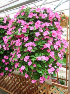 30 BUSY LIZZIE SEEDS Walleriana PINK COMPACT Flower Hanging Basket UK Post - Picture 1 of 2
