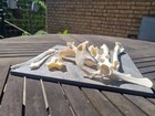 🔥 Große Rehknochen Sammlung 🦴 Bone Craft Natur Deko Präparat