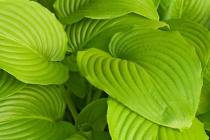 Hosta 'Sum and Substance' - Picture 1 of 5