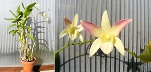 Dendrobium Caesar "Hawaii" x self, orchidée, Orchid - Imagen 1 de 1