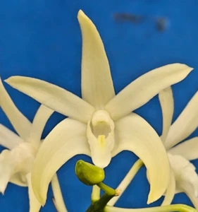 THG Orchid DENDROBIUM Saigon Surprised '2023' Division Est in a 10cm Pot M4. - Picture 1 of 6