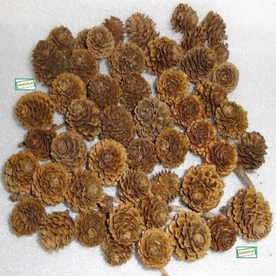 150 petites pommes de pin naturelles pour loisirs créatifs, Déco de NOEL - Photo 1/3