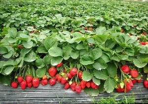 *NEW* STRAWBERRY * GIANT* , LARGEST FRUIT , EVERBEARING 40Pcs SEEDS Planting - Picture 1 of 8
