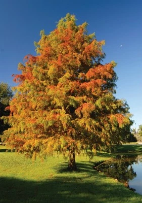 Juego 2 Cipreses Calvos - 6-10" Alto - Maceta 4" - Taxodium Distichum Tree Foto 1 de 4