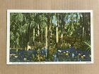 Postcard Sebring Florida Highlands County Highlands Hammock Vintage Fl