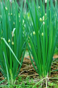 200 Samen Winterzwiebel Alium fistulosum mehrjährig Lauch ewige Heckenzwiebel - Bild 1 von 1