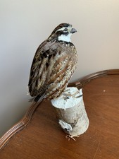 Taxidermy Bobwhite Quail Gamebird Partridge Mounted
