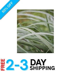 Lemongrass Cymbopogon Citratus Seeds - Bright Citrus Flavor, Pack of 10 - Picture 1 of 7