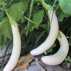 EGGPLANT Oriental White F1 15 seeds HYBRID vegetable garden SPRING SUMMER WARM - Picture 1 of 3