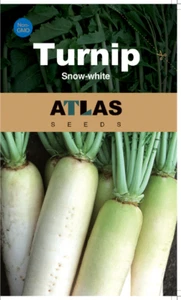 Turnip -Snow-white - Picture 1 of 3