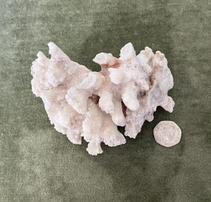 Genuine Vintage Sea Coral, natural white - Picture 1 of 7
