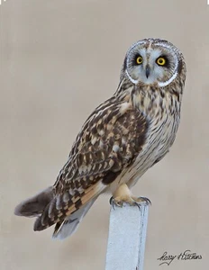 Short Eared Owl on Snow Stake  Photo print 8-1/2" X 11" - Picture 1 of 1
