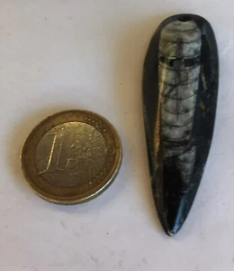 Orthoceras Anhänger mit Band 6,1 cm 394 - Bild 1 von 1