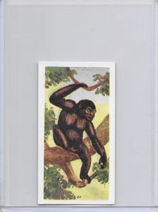 1954 Gorilla Neilson's Chocolate Interesting Animals Card #16 - Picture 1 of 2