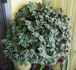 Violet Hill Tradescantia Zebrina Trailing Wandering Jew Houseplant 3 L Clippings - Picture 1 of 4