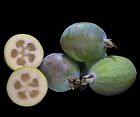 SAMEN Blten-Wunder BRASILIANISCHE GUAVE Sommer Ananasguave seltene fruchtige