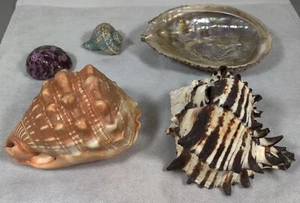 Lot Sea Shells Abalone Murex Bullmouth Vintage Estate Find.  Aquarium Or Craft  - Picture 1 of 9