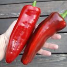 Marconi Red sweet pepper 25+ seeds Buy3get1Free