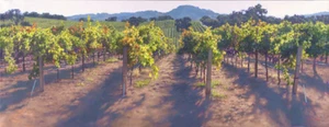 June CAREY The Fullness Of Time Limited Edition Print Winery vineyard ART 11x30 - Picture 1 of 10