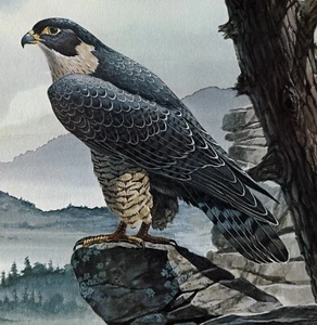 Don Balke Peregrine Falcon 16"" X 18"" Stampa Limitata Ed. #528/1200 FIRMATO + Bonus - Foto 1 di 6
