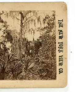 Farne & Spanisches Moos Florida FL New York Ansicht Stereoview - Bild 1 von 4