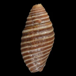 MITRA (Pseudonebularia) PEDICULUS (Olango Isl., Philippines) 8.6mm #47655 - Picture 1 of 3