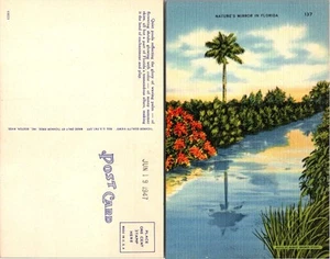 Vintage Postkarte - Natur Spiegel in Florida 1947 - Bild 1 von 1