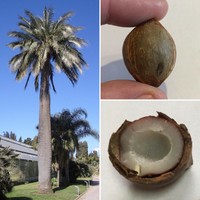 Seltene Winterharte -Mini Kokosnuss Palme- 2 Samen -Essbare Kokosnüsse