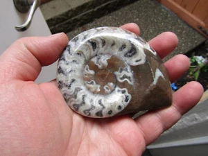 Fantastic Pc. Ammonite Fossil Montana 163 grams - Picture 1 of 4