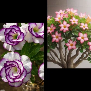 Rosas Del Desierto, 2 Adenium - Picture 1 of 2