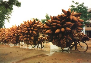 Cuoc Song Doi Thuong Daily Life in Vietnam #7 Fish Catching in Field Postcard - Picture 1 of 2