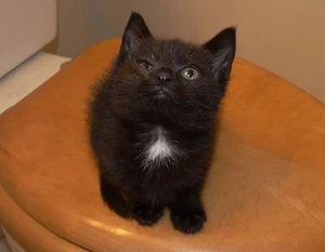 Scoot & Newts Presents   Iz You Meh Daddy ?? with Baby Jake 8" x 10" - Picture 1 of 1