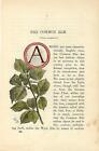 Stampa antica CAPOLETTERA A e RAMO di OLMO Ulmus botanica 1890 Old Antique print