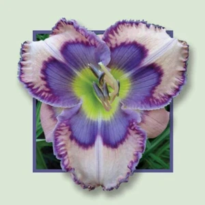 LOVE IS BLUE       Daylilies 3 fans Return and multiply yearly World's Finest - Picture 1 of 1