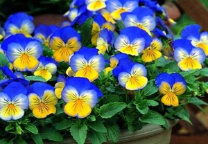 VIOLA 'ULTIMA MORPHO', PENSAMIENTO MARIPOSA - Imagen 1 de 3