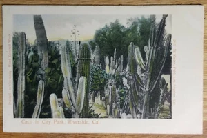 Postal Cactus en City Park Riverside California CA COLOREADA A MANO PC Años 1910 - Imagen 1 de 1