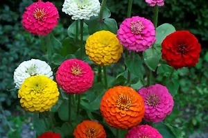 Lilliput Zinnia Seeds Mix, Zinnia Elegans, NON-GMO, Colorful, FREE SHIPPING - Picture 1 of 2