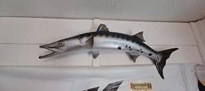 barracuda replica, east coast mount from Atlantic Ocean area. - Picture 1 of 1