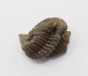 Trilobit, Encrinurus macrourus, Silur, Ludlow, Sproge, Gotland, Schweden-k980 - Bild 1 von 7