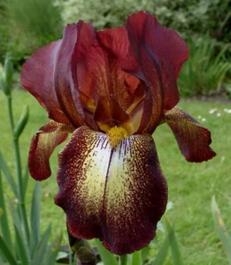 OUT OF STOCK til 2026 Border Bearded Iris Kent Pride yellow brown - Picture 1 of 5