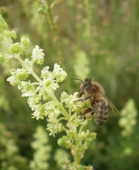 ♫ RESEDA ou GAUDE - Reseda lutea ♫ Graines ♫ COLLECTION d'Aromatiques Mellifères