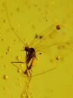 Mouche moustique diptère birmane Myanmar insecte ambre birman fossile âge dinosaure